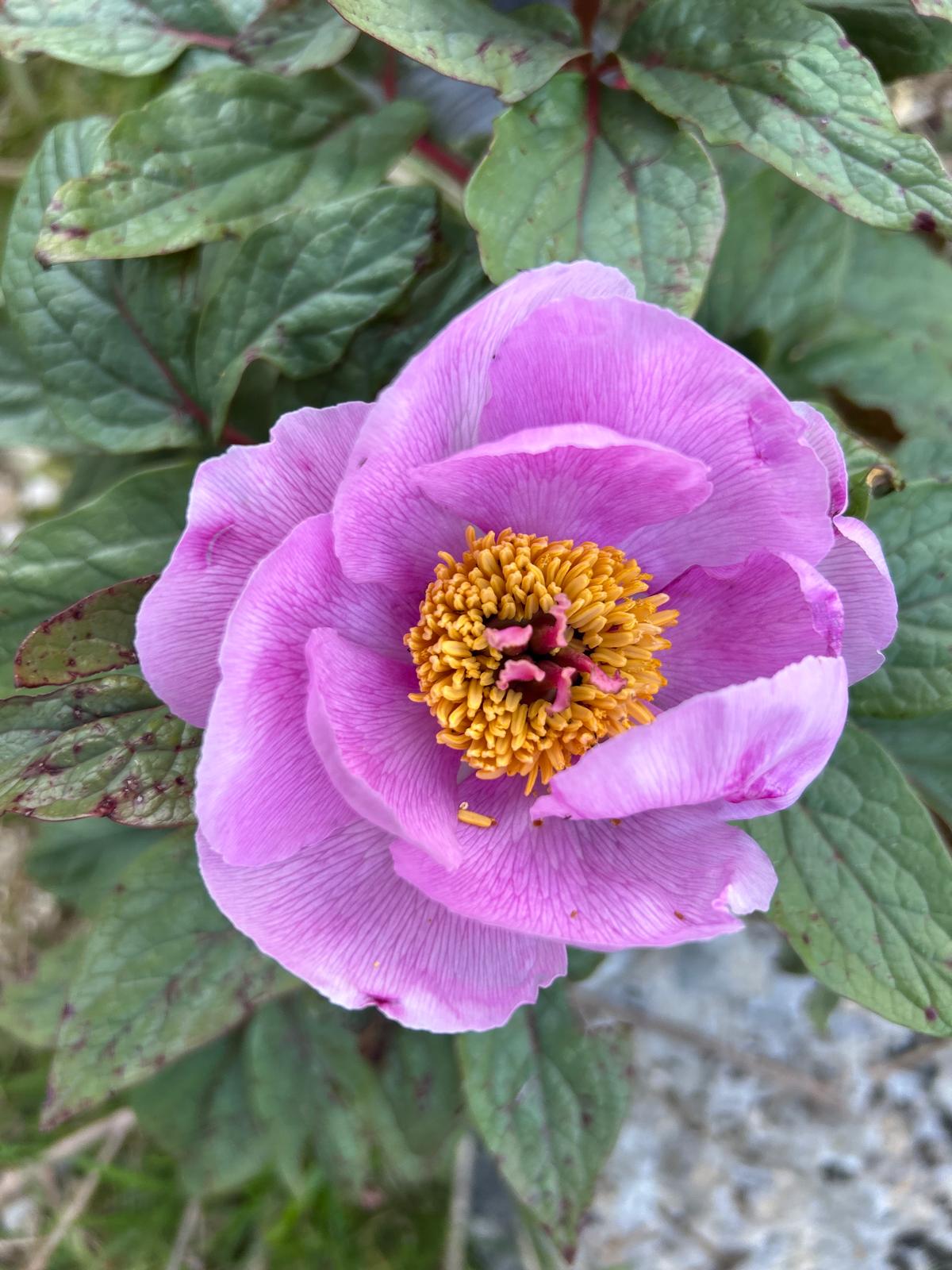 Imatge per al bloc 2