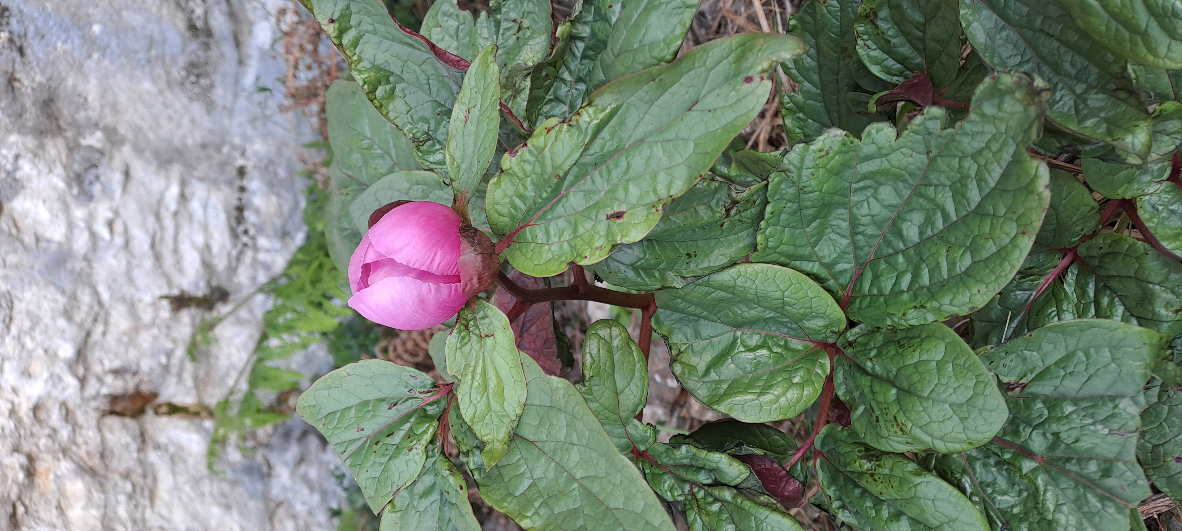 Imatge per al bloc 19